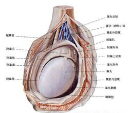 急性附睾炎有哪些传播途径?
